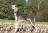 SALUKI 084